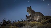 Click to watch 'Puma Mountain' (popup) Earth At Night In Color